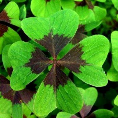 Bsport·体育截图