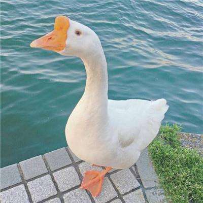 pg棋牌软件平台手机app下载