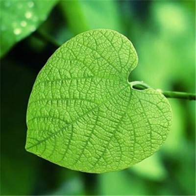 开云电竞app下载